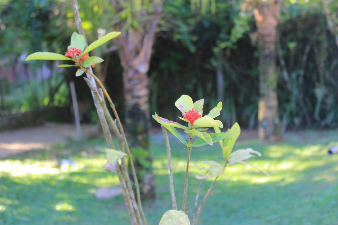 Junglez Eco Hostel Guarau 외부 사진
