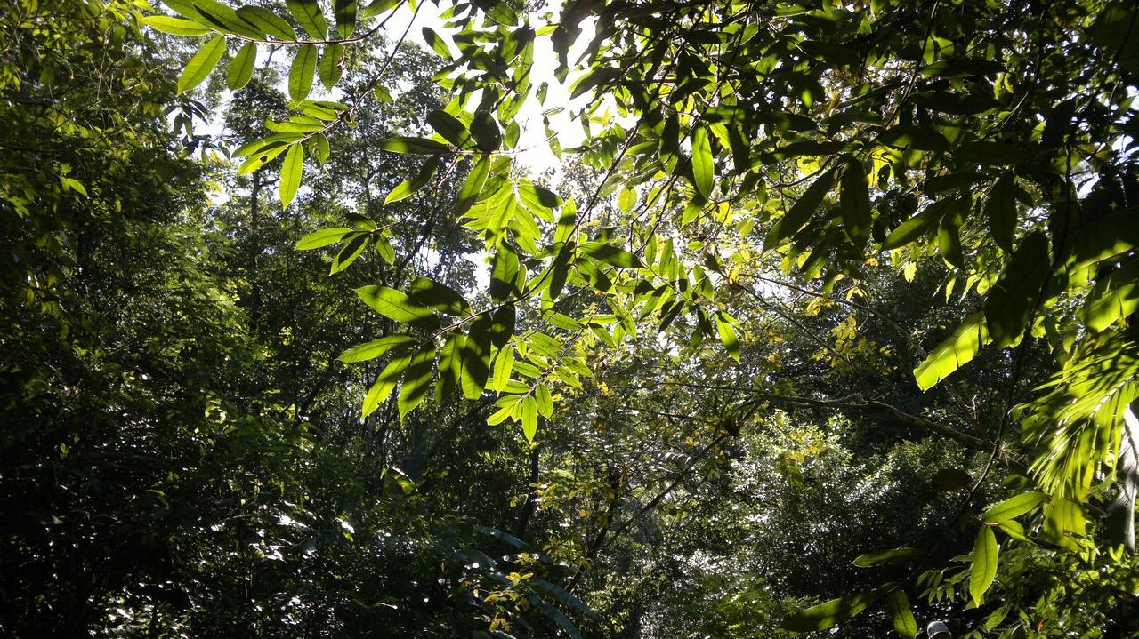 Junglez Eco Hostel Guarau 외부 사진